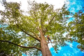 How Our Tree Care Process Works  in  Flushing, MI